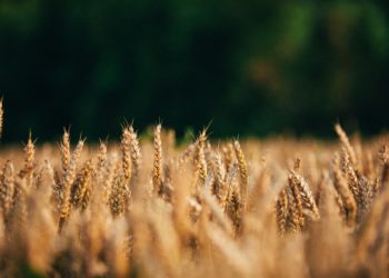 5 indizi che stanno CREANDO una crisi alimentare di proposito