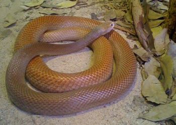 Paper incredibile (finanziato dall’EU): nel plasma, urina, feci di malati COVID italiani trovati peptidi di veleno di serpente, di molluschi velenosi ecc.