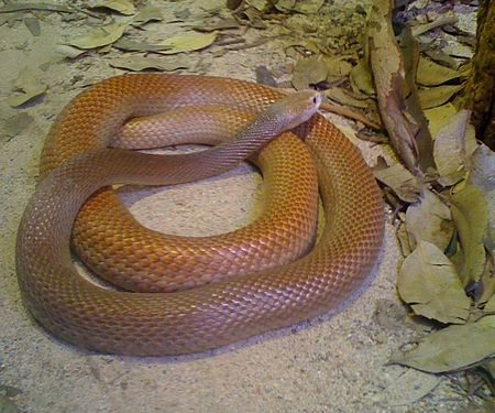 Paper incredibile (finanziato dall’EU): nel plasma, urina, feci di malati COVID italiani trovati peptidi di veleno di serpente, di molluschi velenosi ecc.