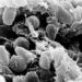 Finalmente una spiegazione sul perchè i preparati mRNA COVID non sono stati testati sulla cancerogenicità (terribile prospettiva)